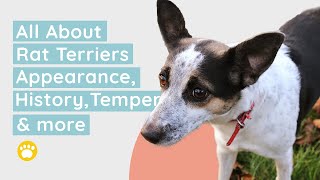 Rat Terrier History Size or Appearance Temperament and Training [upl. by Imoyik376]