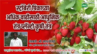 स्ट्रॉबेरी पिकाच्या अधिक वाढीसाठी आधुनिक तंत्र प्लॅन्टो कृषी तंत्र  plantokrushitantra [upl. by Lleral]