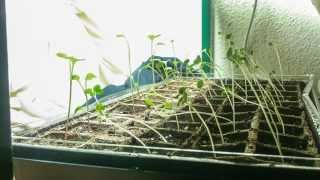 Phototropism Timelapse  Radish Plants [upl. by Edin]