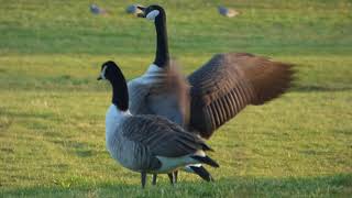 Canada Goose Honking [upl. by Drehcir]