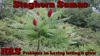 ⟹ STAGHORN SUMAC  Rhus typhina  Suckers coming up everywhere [upl. by Brote]