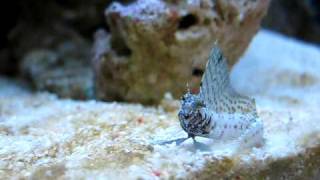 Sailfin Blenny  Emblemaria Pandionis   Reborn Aquarium [upl. by Stav813]