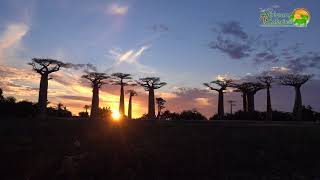 Madagascar  Avenue of Baobabs [upl. by Lizzie]