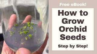 How to Grow ORCHIDS from SEED Step by Step [upl. by Rayle955]