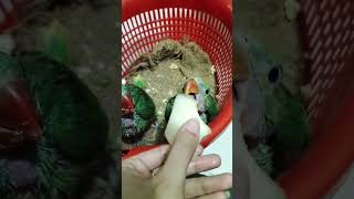 baby parrots first time eating melonParrotParadise TalkingParrotNature ShafinandalexCuteparrot [upl. by Lunseth]