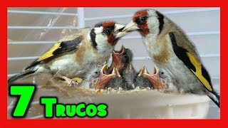 7 TRUCOS para CRIAR JILGUEROS 🐤 CRIA DE JILGUEROS MAYOR o CRIA DE JILGUEROS PARVA en cautividad [upl. by Janessa]