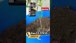 Bone Meal fertilizer for plants tamil plantsgrowth farming homeplants [upl. by Eseekram650]