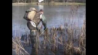 Muskrat trapping with colony traps and body grip traps in muskrat dens [upl. by Anilek]