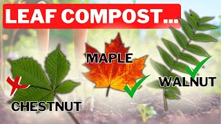 What Leaves Can You Use In The Garden Walnut Chestnut Maple [upl. by Ahsirk]