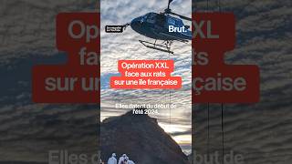 Opération XXL face aux rats sur une île française [upl. by Stesha]