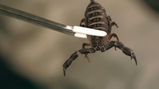 6 Flat Rock Scorpion Facts amp Care Tips  Pet Tarantulas [upl. by Dustin]