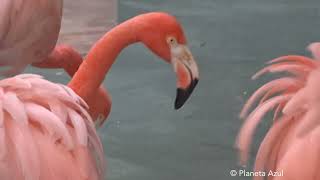 SOM DO FLAMINGO SOM DOS ANIMAIS [upl. by Nivlag605]