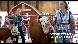 Beef Steer and Dairy Cattle Judging  Dodge County Fair Arena [upl. by Atineg]