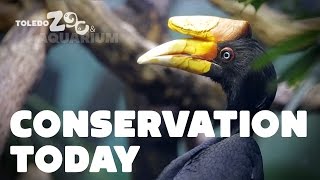 Hornbills  Conservation Today [upl. by Catto]