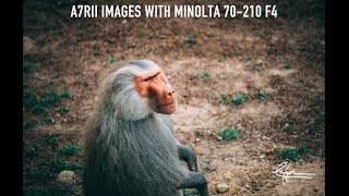 Minolta 70210 F4 Beercan Sony Reviews [upl. by Kragh]