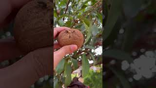 Sapodilla fruit is very soft and sweet  For fruit lovers fruit satisfying farming [upl. by Gniy225]