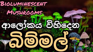 ආලෝකය විහිදෙන බිම්මල් ගැන අහලා තියෙනවද 😲 Bioluminescent Mushrooms [upl. by Yeliak]