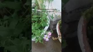 My Cheiranthus maritimusan easy to grow beautiful winter flowering plant [upl. by Nottirb]