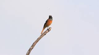 Daurian redstart calls 黃尾鴝叫聲 [upl. by Augustin386]