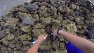 Crazy Ladyfish  Fishing in Trinidad amp Tobago Caribbean [upl. by Vannie663]