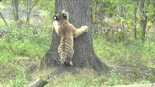 Amur Tigers Play Hideandgo seek and Tag at the Bronx Zoo [upl. by Aikcin]