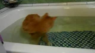 Курильский бобтейл принимает ванну Kurilian Bobtail cat takes a bath [upl. by Bellis]