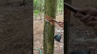 Last the day🤕 rubberfarming satisfying rubberwood rubber rubberising woodwork rubbertree [upl. by Dan]