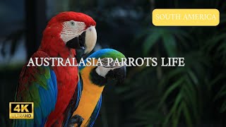 AUSTRALASIA LIFE Welcome to Animal Channel your ultimate destination for all things on the earth [upl. by Yanal]