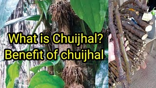 chui jhal cooking processwhat is chui jhal what is Piper chaba Benefits of Chui Jhal [upl. by Gordan]