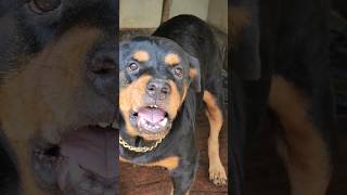 angry dog growling viral rottweiler angry angryanimal pitbull angrypuppy angrydog dog pets [upl. by Dinnie569]