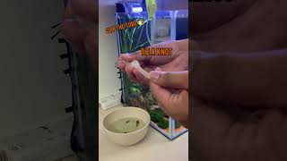 How to drip acclimate shrimps [upl. by Aglo]