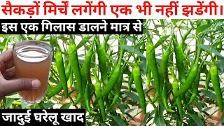 how to get maximum chillies on chilli planttop secrethindi [upl. by Lapotin866]