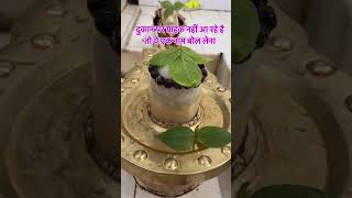 facts pradeepmishra remedies vastu vastutips panditpradeepmishraofficial [upl. by Ahsinauj]