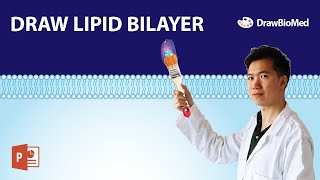 How to Draw Cell Membrane Lipid Bilayer in PowerPoint  Graphical Abstract [upl. by Ajtak113]