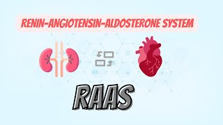 ReninAngiotensinAldosterone system RAAS [upl. by Nnael753]