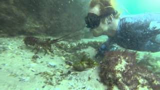 Freediving Lobster Kiss [upl. by Gavini]