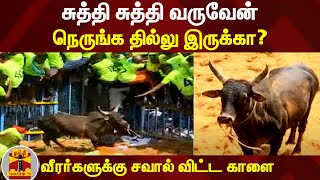 சுத்தி சுத்தி வருவேன் நெருங்க தில்லு இருக்காவீரர்களுக்கு சவால் விட்ட காளை [upl. by Rhiana863]