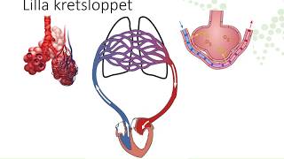 Blodomlopp och lymfsystem [upl. by Trojan48]