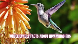 Hummingbirds Tiny Marvels of the Air  10 Astonishing Facts [upl. by Madancy517]