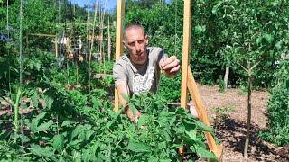 This Technique of Tying Up Tomatoes Will Change Everything [upl. by Nigem]