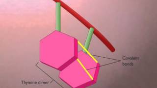 3 Thymine Dimers Formation and Repair [upl. by Judy]