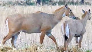 Nilgai survive in the farms [upl. by Mossman]