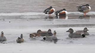 Gadwall duck [upl. by Elletsirk255]