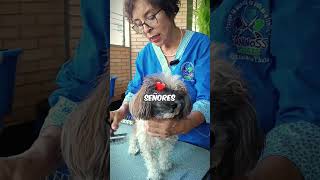 Perrita ciega  Kaninoss Thais groomercanino perros caninos shitzu shitzulover pets [upl. by Essinger]