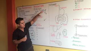 AMEBAS  ENTAMOEBA HISTOLYTICA  GENERALIDADES CICLO DE VIDA EPIDEMIOLOGIA PATOGENIA CLINICA [upl. by Nuli]