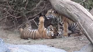 Die Tigerfamilie im Tierpark Berlin in Spiellaune 18 02 2019 [upl. by Orodisi690]