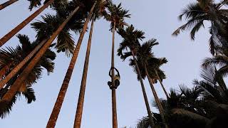 How to climb 500 betel nut trees in a day by Sachin Kadu  Vatar Vasai  12th Mar 2018 [upl. by Eical40]