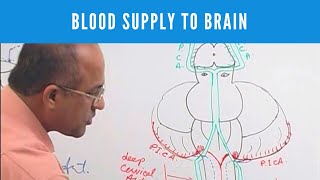 Blood Supply to Brain  Circle of Willis  Neuroanatomy [upl. by Juieta108]