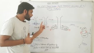 JAKSTAT signalling pathwayCSIR NET In Hindi [upl. by Eciened]