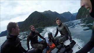 Spearfishing Milford Sound and Dunedin [upl. by Hallock]